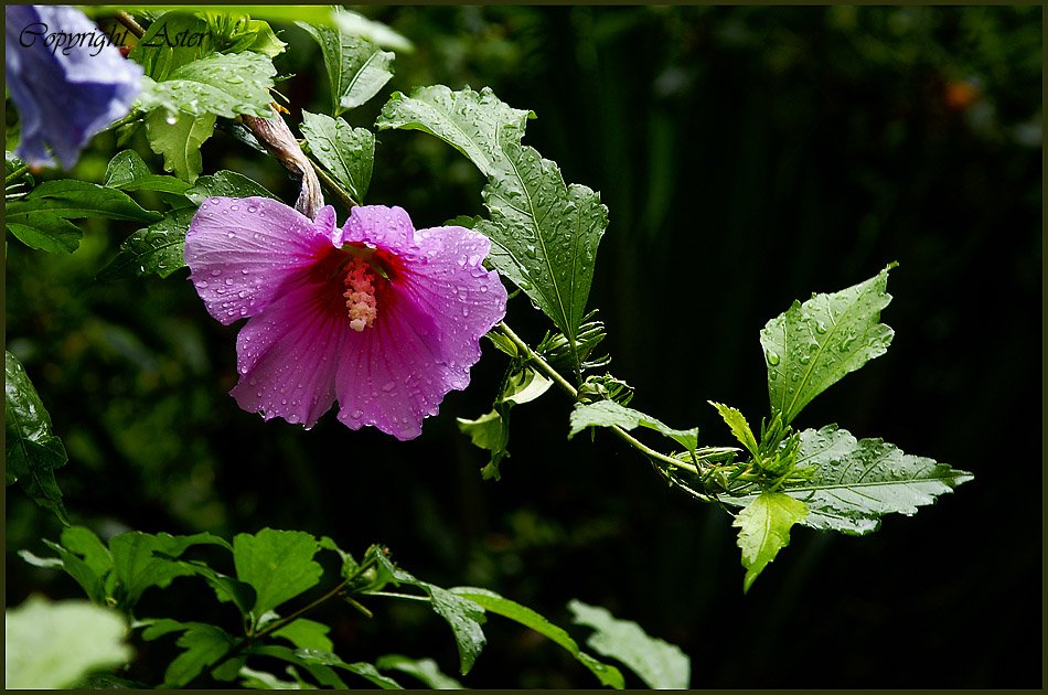 Lavender Hibiscus.jpg