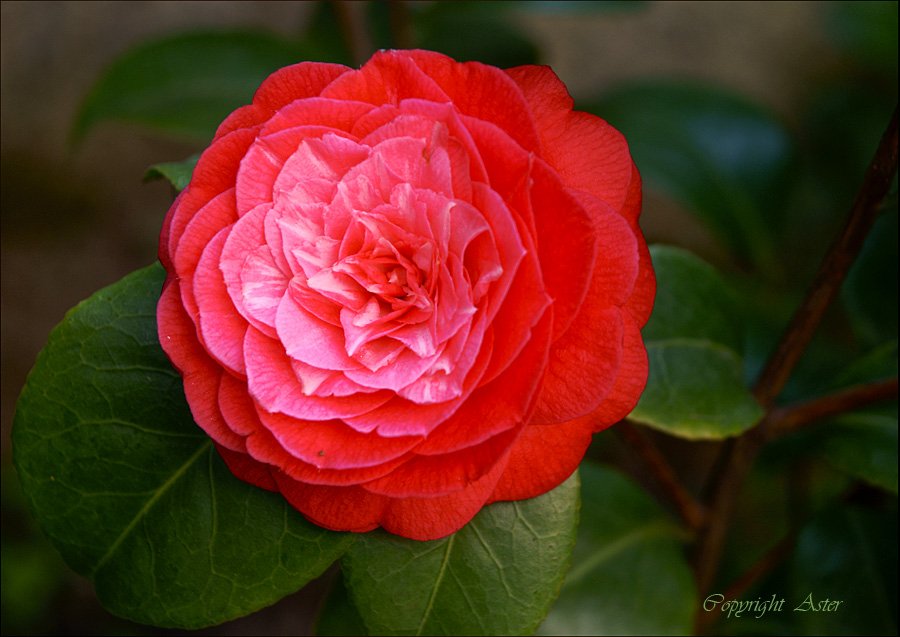 Camellia - 12 April 2010 - 08.20 am.jpg