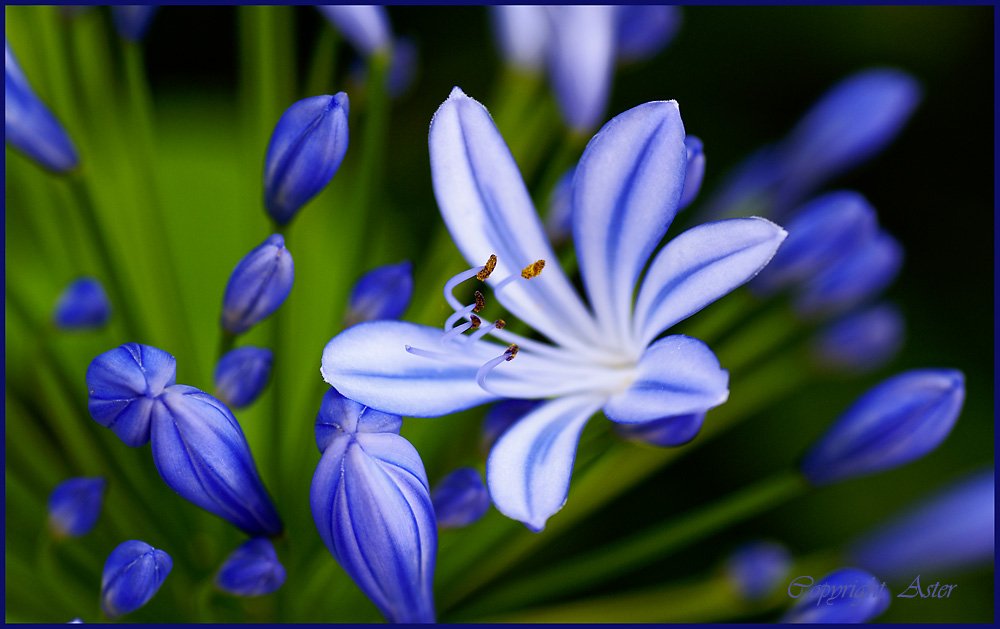 Agapanthus 29 June 2010 -11.28 am.jpg