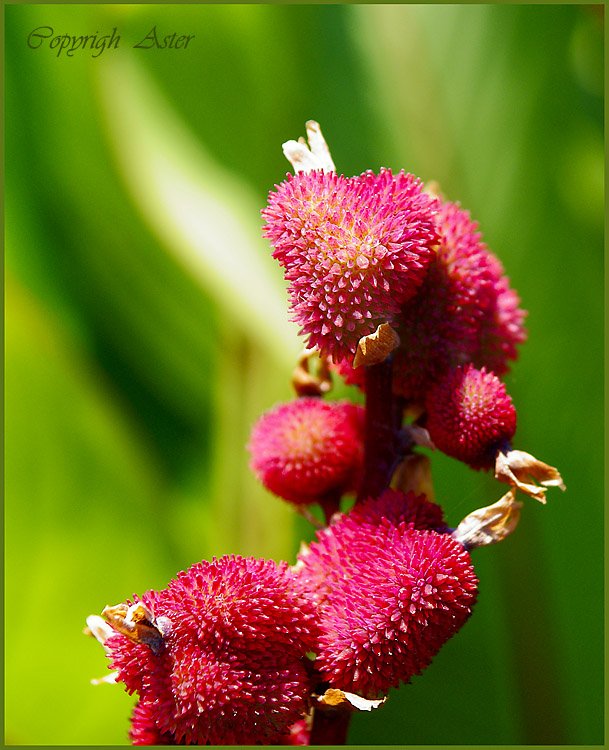 Swollen Canna Seed Pods - 18 July 2010 - 10.38 am.jpg