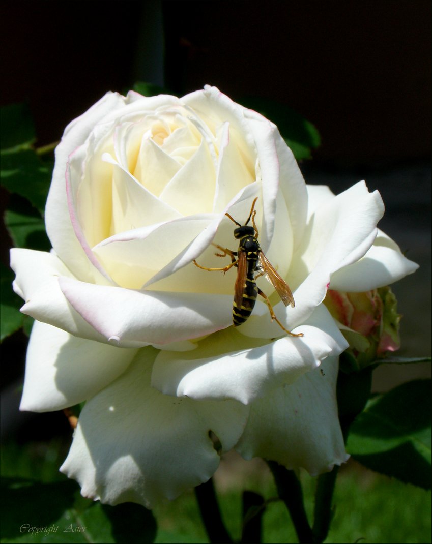 Rose and Paper-Umbrella Wasp - 29 May 2006 - 14.40 hrs -DSC V3.jpg