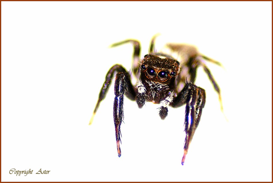 Spider - Frontal -19 June 2010 -09.30 am.jpg