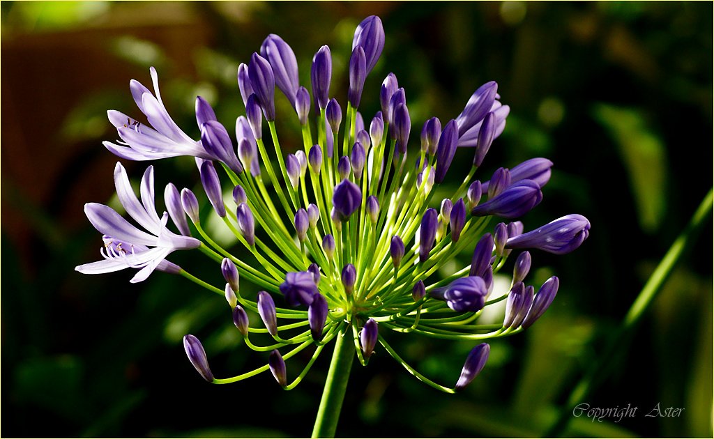 Agapanthus Cluster-08.07.2020.jpg