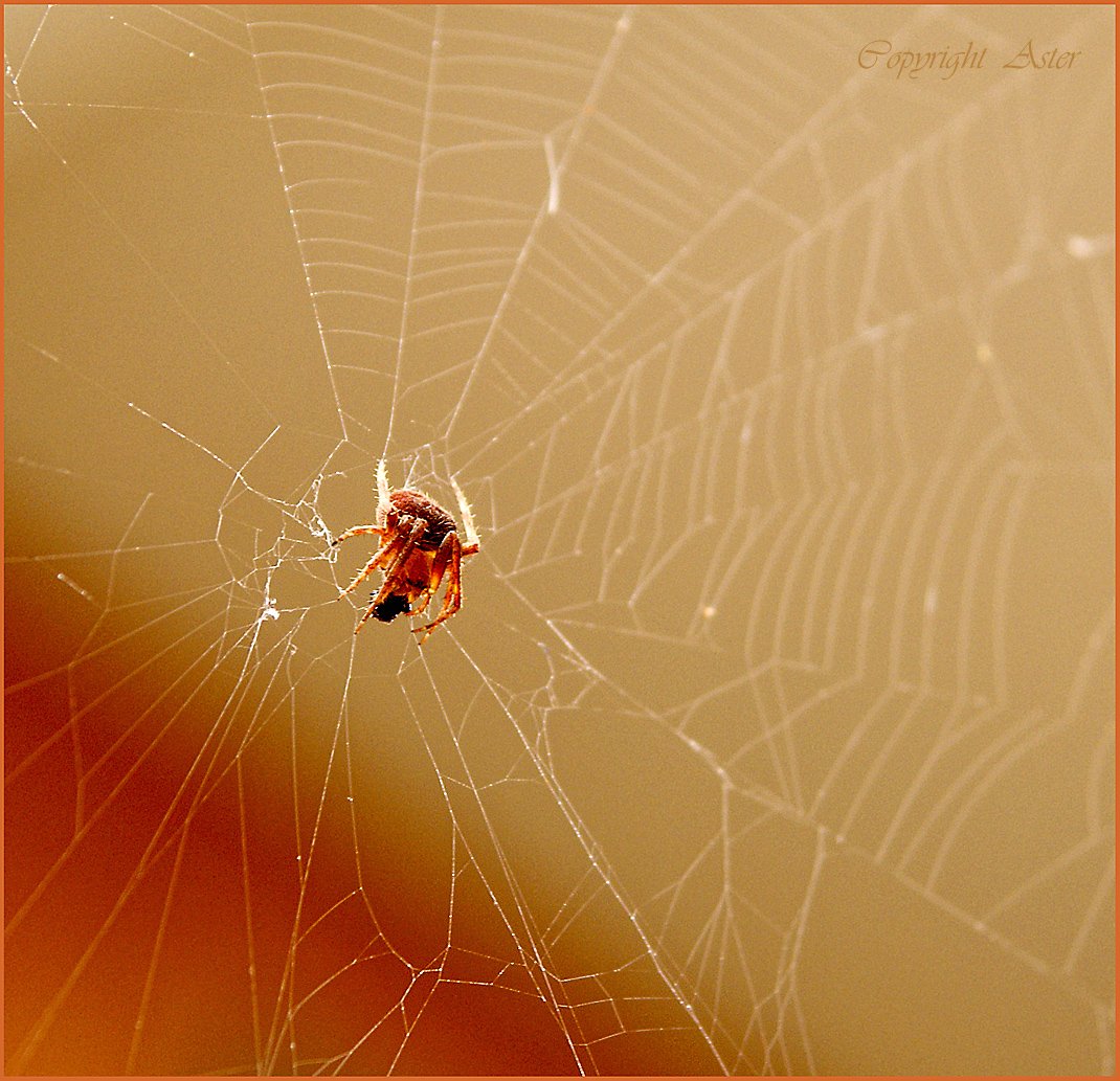 Spider eating a pest - 20 July 2010 - 09.47 am - Sony A100.jpg