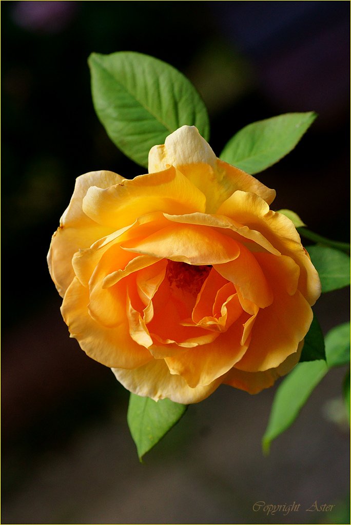 Orange Rose-27062020.jpg
