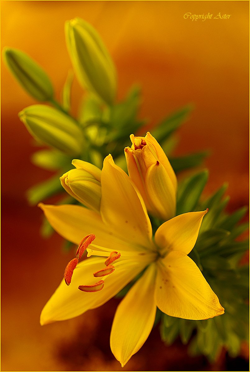 Yellow Asiatic Lily in Bloom.jpg