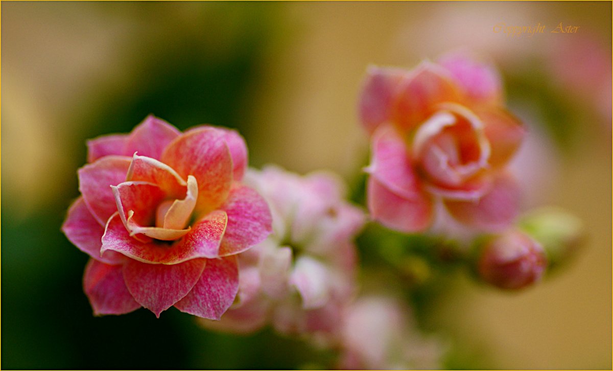 Kalanchoe in Bloom-31 July 2019.jpg