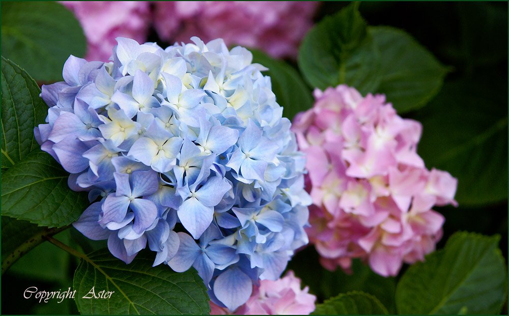 Hydrangea 15 June 2010 - 11.22 am.jpg