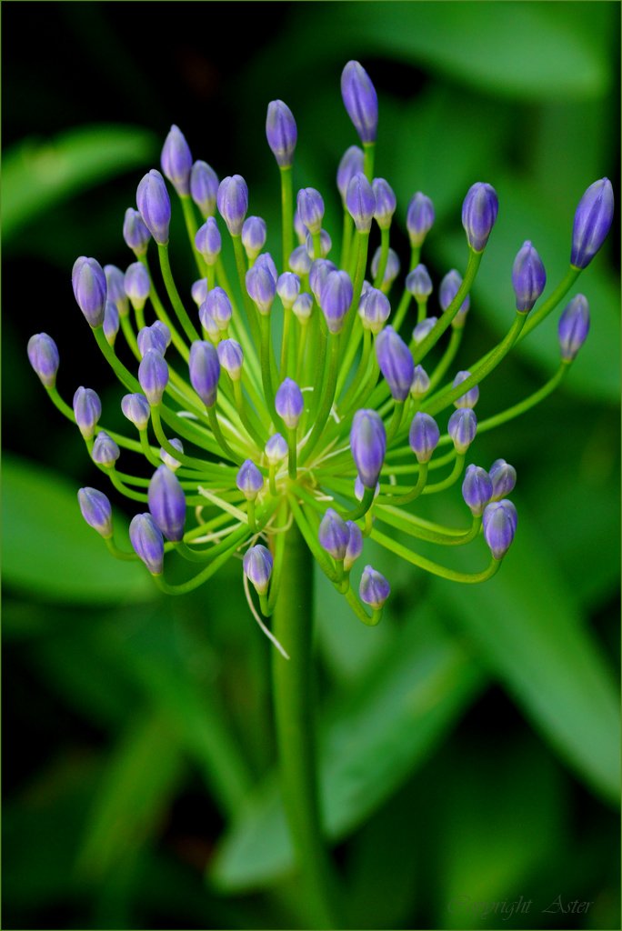 Agapanthus in Bud -27 June 2020 - 11.13 am.jpg