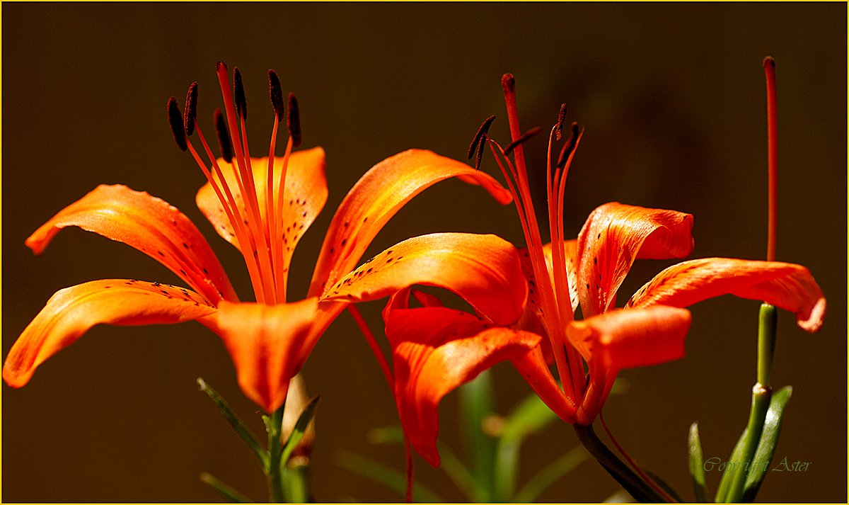 Lifecycle of a Flower - From Left to Right.jpg