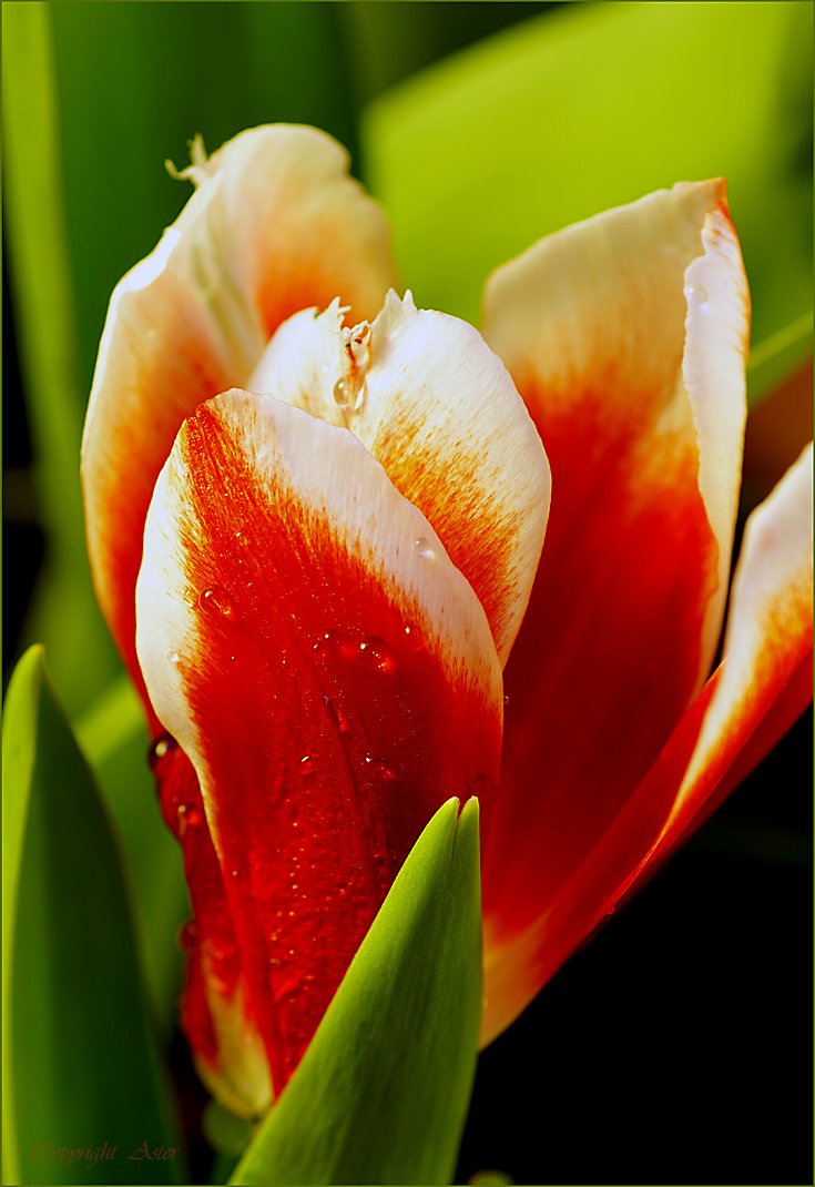 Tulip-02 May 2020 -07.54 am-a6000.jpg