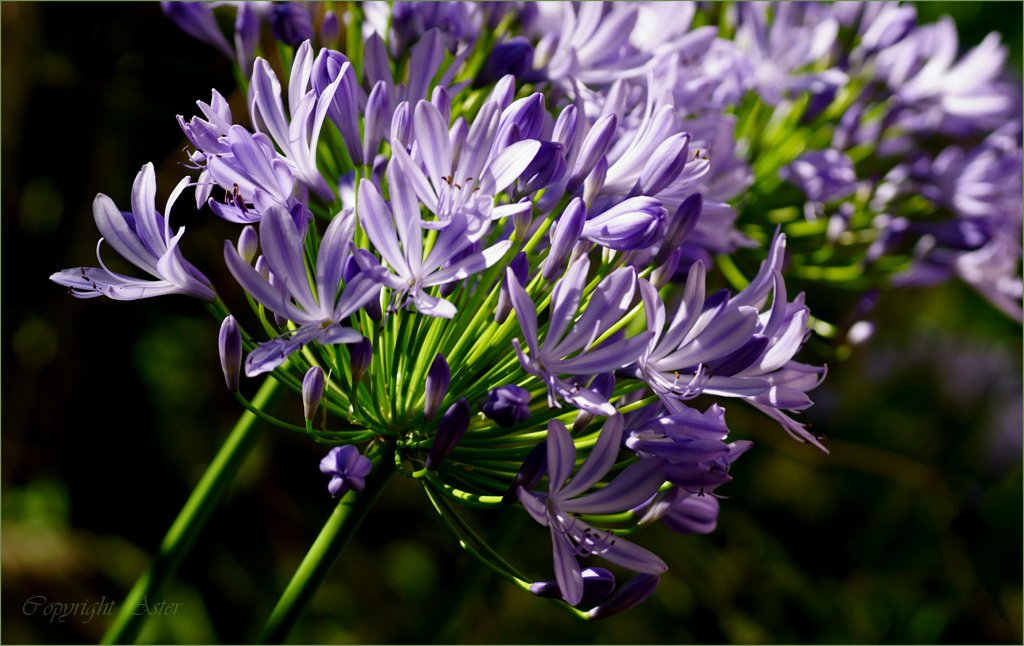 Agapanthus in Bloom-05.07.2020.jpg