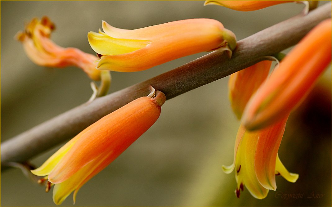 Aloe Vera Blooms - 28.05.2021-a6000-Tamron 90 mm.jpg