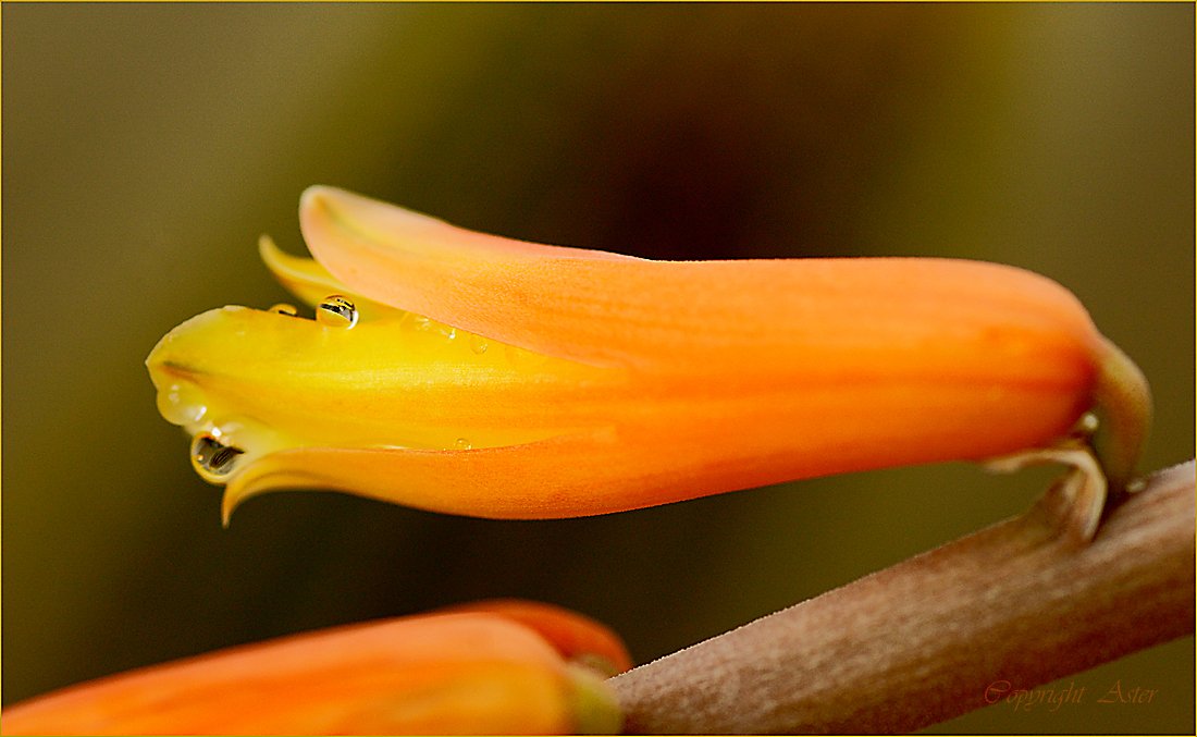 Beady Aloe Vera Bloom-29.05.2021-10.41am-a6000-Tamron 90mm.jpg