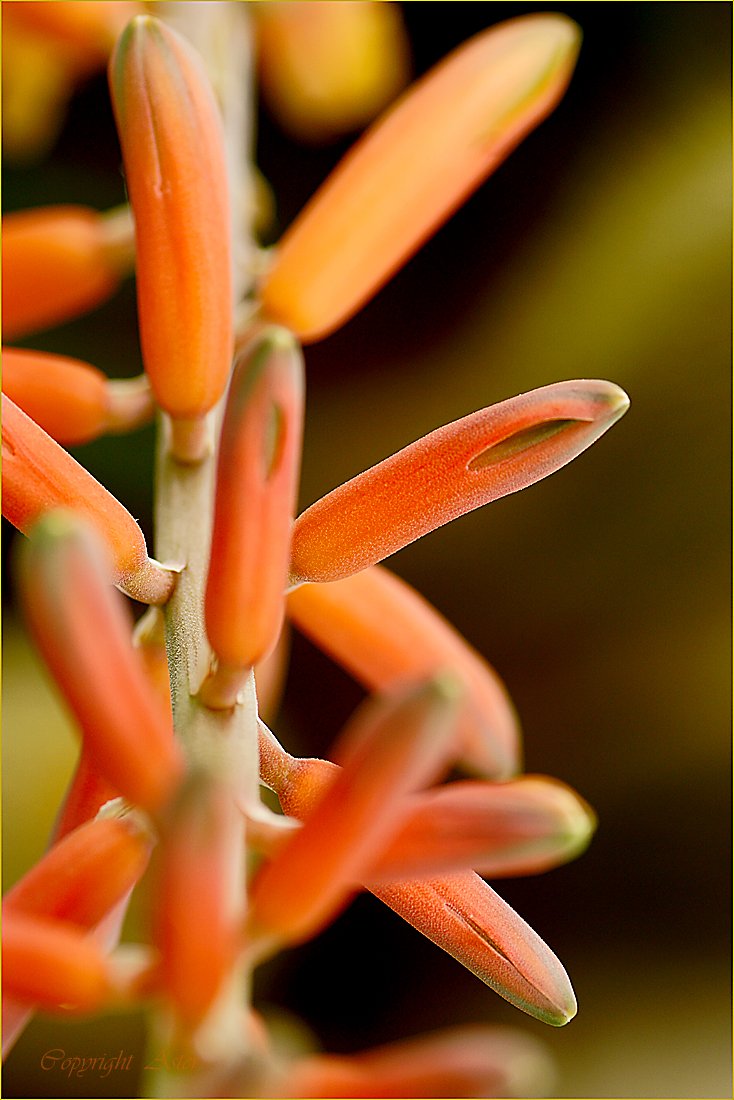 Aloe vera 'V' take-29.05.2021-10.38am-a6000-Tamron 90mm.jpg