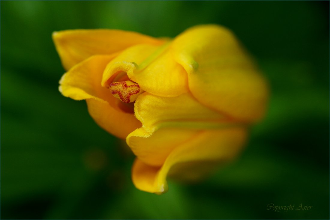 1st Lily of 2021, June-21.06.2021-a6000-Tamron 90mm.jpg