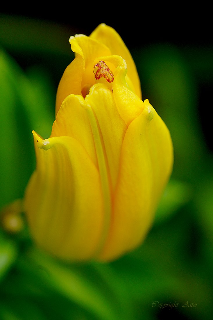 Lily of 2021, June- 21.06.2021-a6000-Tamron 90mm.jpg