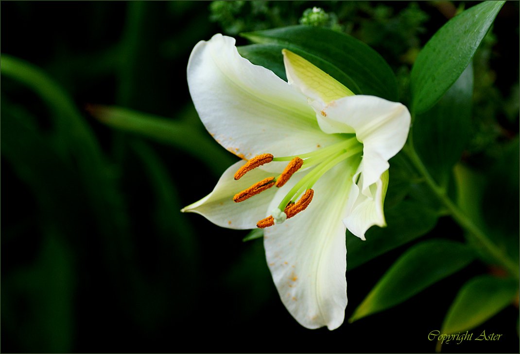 white lily.jpg