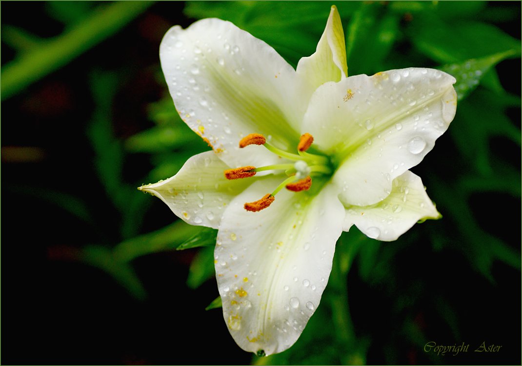 white lily-08.07.2021-a6000-Tamron 90mm.jpg