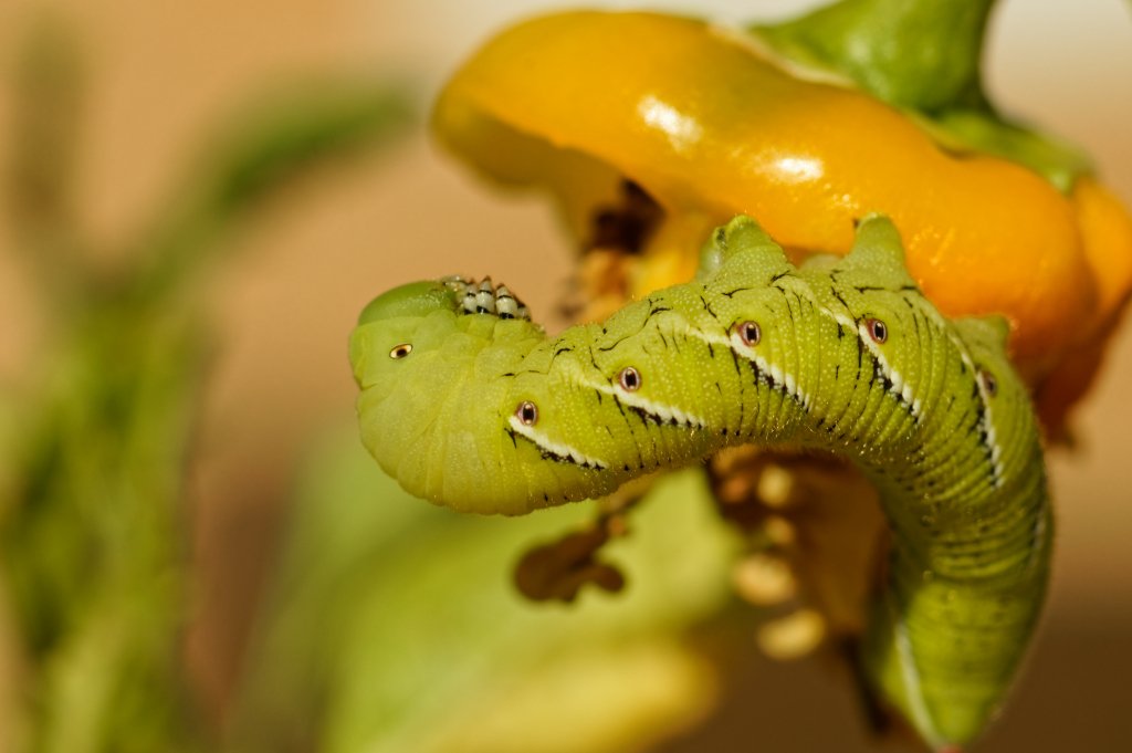 DSC07473Green cabbage worm 2.jpg