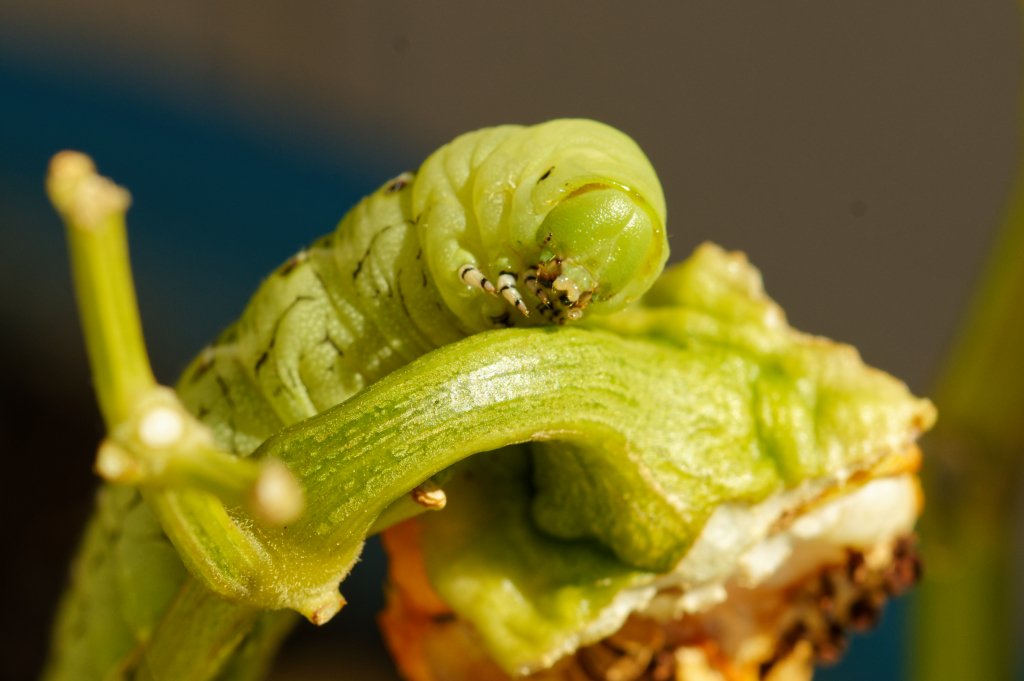 DSC07516Green cabbage worm 4.jpg