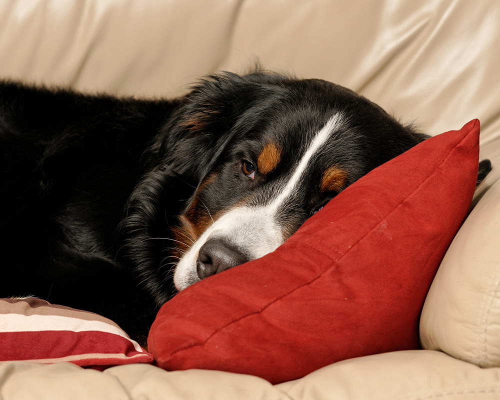 comfy pillow.jpg